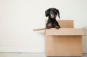 essential adhd tips for moving out of state